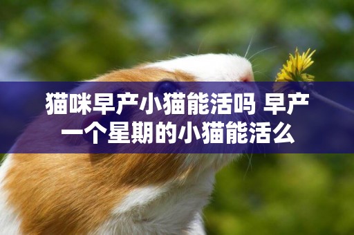 貓咪早產小貓能活嗎 早產一個星期的小貓能活么