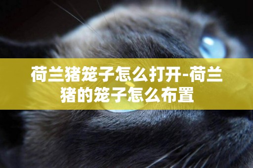 荷蘭豬籠子怎么打開-荷蘭豬的籠子怎么布置