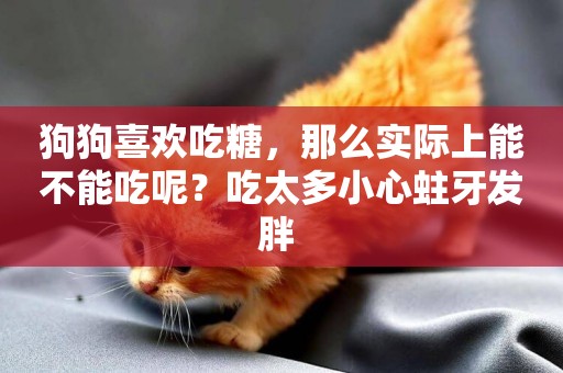 狗狗喜歡吃糖，那么實際上能不能吃呢？吃太多小心蛀牙發胖 