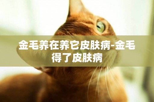 金毛養在養它皮膚病-金毛得了皮膚病