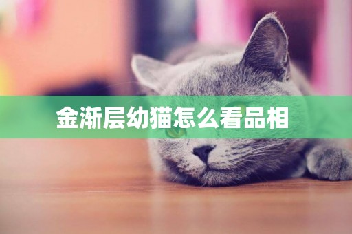 金漸層幼貓怎么看品相 