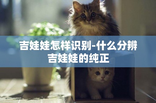 吉娃娃怎樣識別-什么分辨吉娃娃的純正