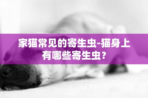 家貓常見的寄生蟲-貓身上有哪些寄生蟲？