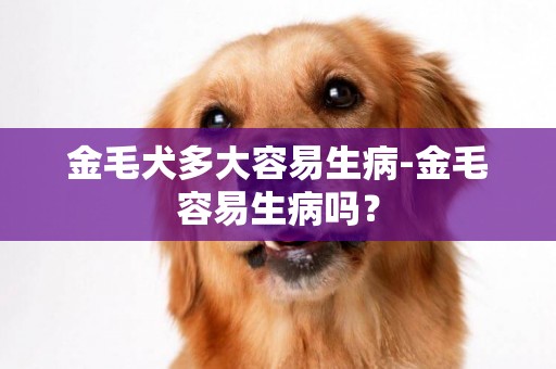 金毛犬多大容易生病-金毛容易生病嗎？
