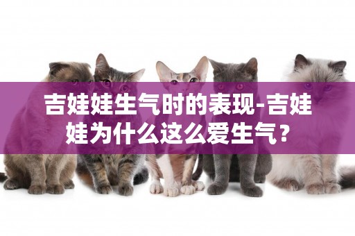 吉娃娃生氣時的表現-吉娃娃為什么這么愛生氣？