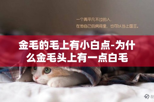 金毛的毛上有小白點-為什么金毛頭上有一點白毛