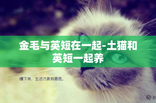 金毛與英短在一起-土貓和英短一起養