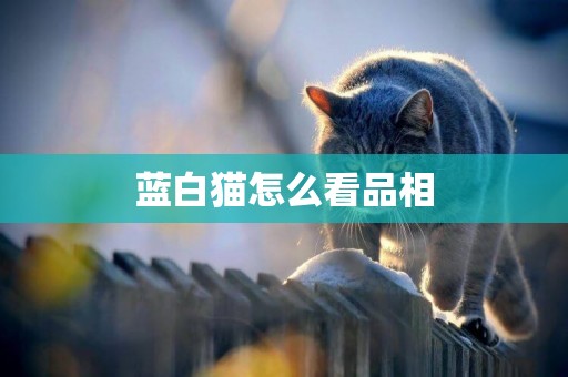 藍白貓怎么看品相