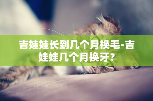 吉娃娃長到幾個月換毛-吉娃娃幾個月換牙？
