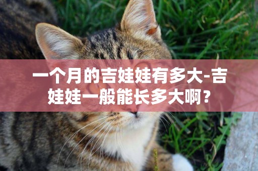 一個月的吉娃娃有多大-吉娃娃一般能長多大啊？