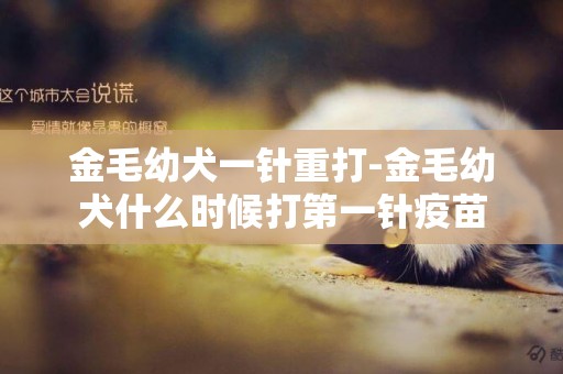 金毛幼犬一針重打-金毛幼犬什么時候打第一針疫苗