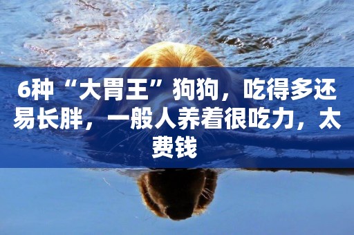 6種“大胃王”狗狗，吃得多還易長胖，一般人養著很吃力，太費錢 