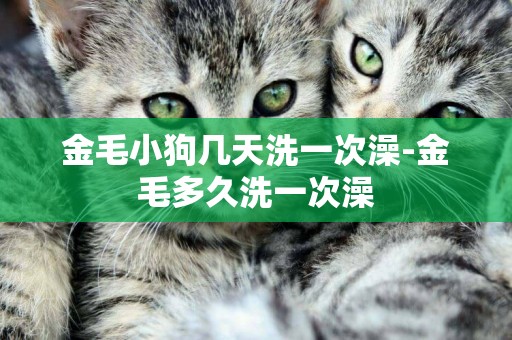 金毛小狗幾天洗一次澡-金毛多久洗一次澡