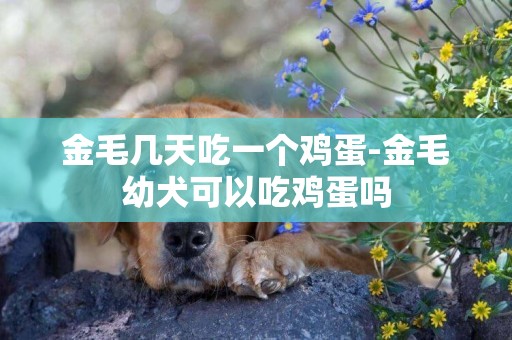 金毛幾天吃一個雞蛋-金毛幼犬可以吃雞蛋嗎