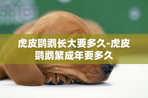 虎皮鸚鵡長大要多久-虎皮鸚鵡繁成年要多久