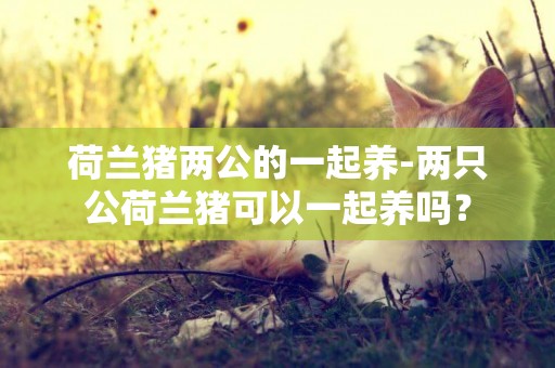 荷蘭豬兩公的一起養-兩只公荷蘭豬可以一起養嗎？