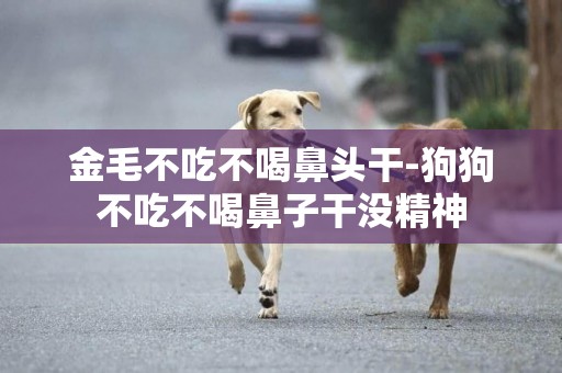 金毛不吃不喝鼻頭干-狗狗不吃不喝鼻子干沒精神