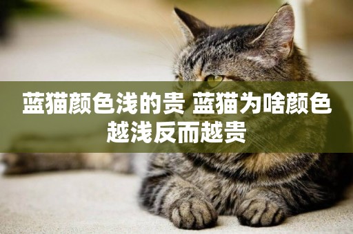 藍貓顏色淺的貴 藍貓為啥顏色越淺反而越貴