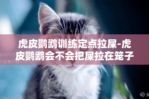 虎皮鸚鵡訓練定點拉屎-虎皮鸚鵡會不會把屎拉在籠子外面