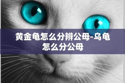 黃金龜怎么分辨公母-烏龜怎么分公母