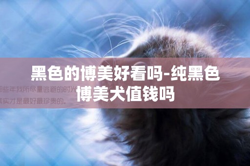 黑色的博美好看嗎-純黑色博美犬值錢嗎