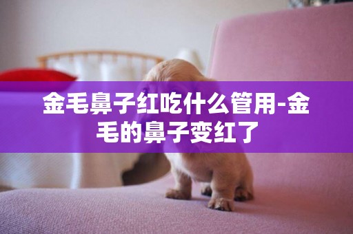金毛鼻子紅吃什么管用-金毛的鼻子變紅了