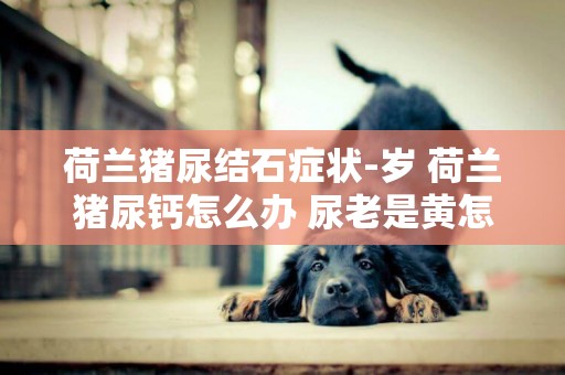 荷蘭豬尿結石癥狀-歲 荷蘭豬尿鈣怎么辦 尿老是黃怎么辦