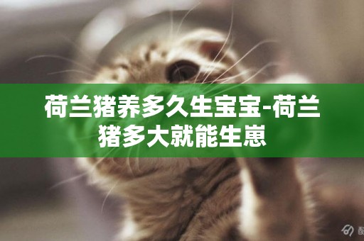 荷蘭豬養多久生寶寶-荷蘭豬多大就能生崽