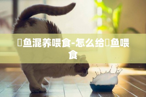 魟魚混養喂食-怎么給魟魚喂食
