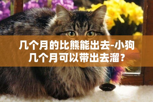 幾個月的比熊能出去-小狗幾個月可以帶出去溜？