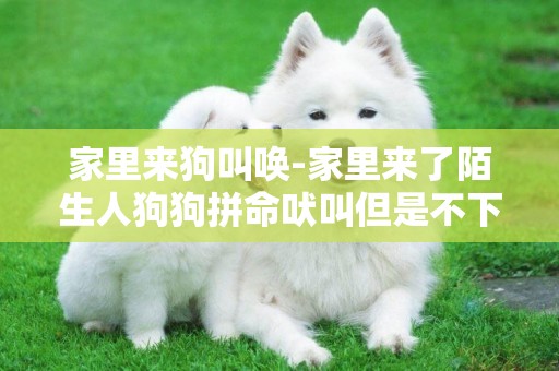 家里來狗叫喚-家里來了陌生人狗狗拼命吠叫但是不下口