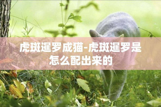 虎斑暹羅成貓-虎斑暹羅是怎么配出來的