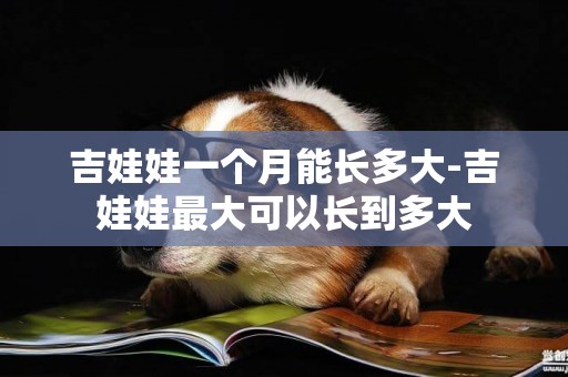 吉娃娃一個月能長多大-吉娃娃最大可以長到多大