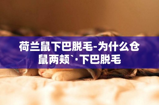 荷蘭鼠下巴脫毛-為什么倉鼠兩頰`·下巴脫毛