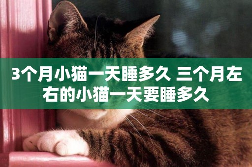 3個月小貓一天睡多久 三個月左右的小貓一天要睡多久