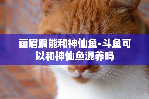 畫眉鯛能和神仙魚-斗魚可以和神仙魚混養嗎