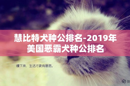 慧比特犬種公排名-2019年美國惡霸犬種公排名