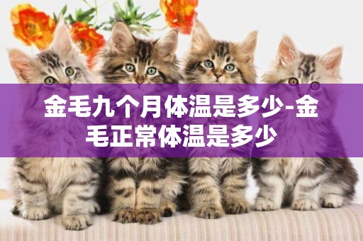 金毛九個月體溫是多少-金毛正常體溫是多少