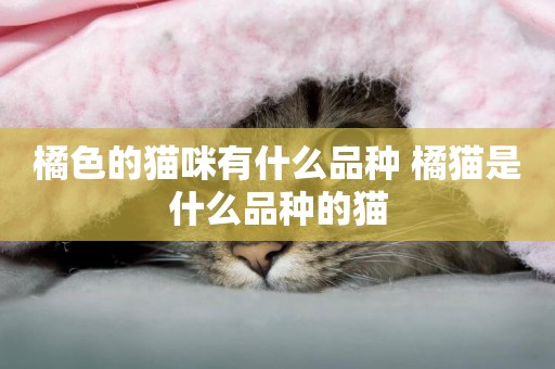 橘色的貓咪有什么品種 橘貓是什么品種的貓