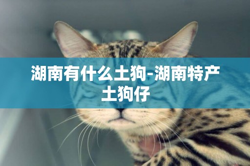 湖南有什么土狗-湖南特產土狗仔