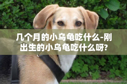 幾個月的小烏龜吃什么-剛出生的小烏龜吃什么呀?