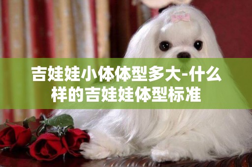 吉娃娃小體體型多大-什么樣的吉娃娃體型標準