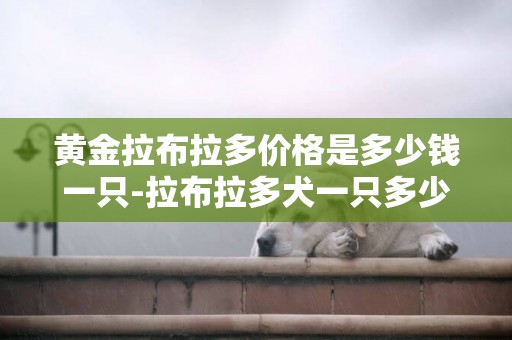 黃金拉布拉多價格是多少錢一只-拉布拉多犬一只多少錢