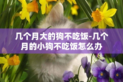 幾個月大的狗不吃飯-幾個月的小狗不吃飯怎么辦