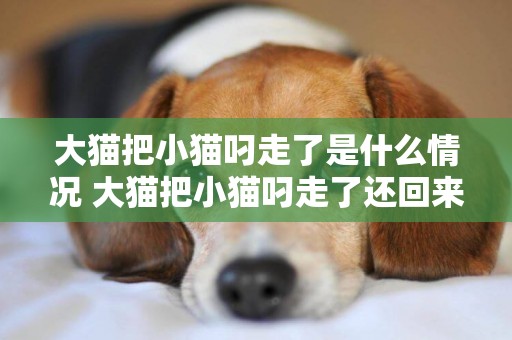 大貓把小貓叼走了是什么情況 大貓把小貓叼走了還回來嗎