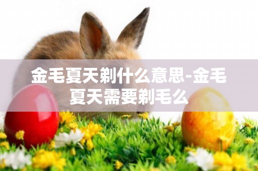 金毛夏天剃什么意思-金毛夏天需要剃毛么