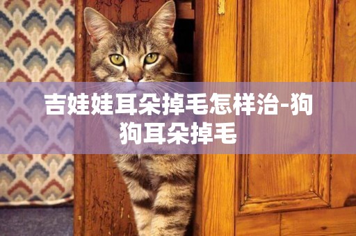 吉娃娃耳朵掉毛怎樣治-狗狗耳朵掉毛