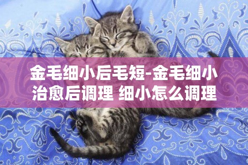 金毛細小后毛短-金毛細小治愈后調理 細小怎么調理
