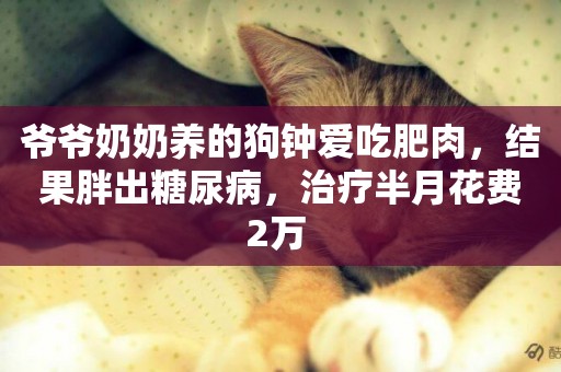 爺爺奶奶養的狗鐘愛吃肥肉，結果胖出糖尿病，治療半月花費2萬 