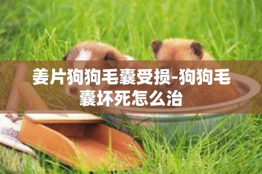 姜片狗狗毛囊受損-狗狗毛囊壞死怎么治